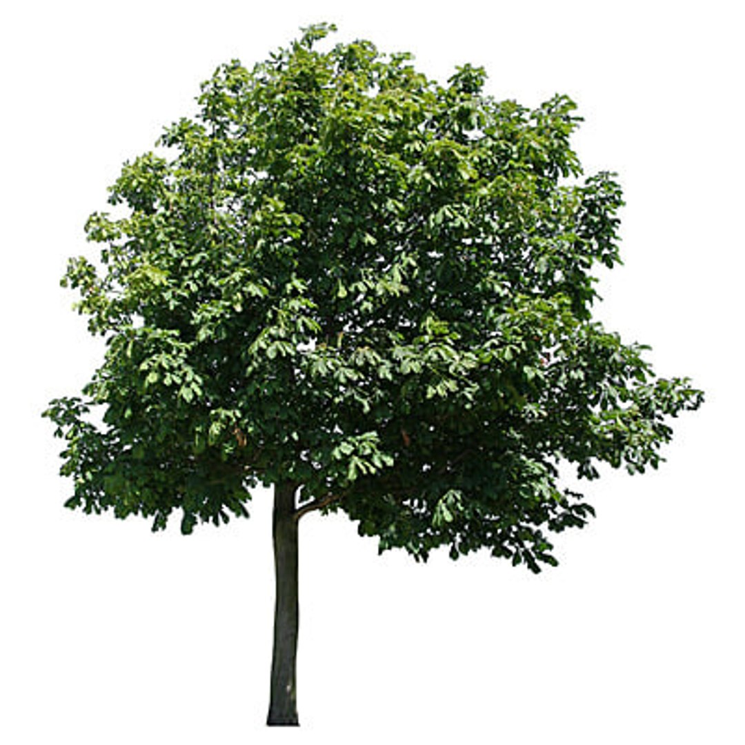  https://p.turbosquid.com/preview.turbosquid.com/Preview/2014/08/01__17_25_29/Trees 2-7 TS.jpgc1f465e2-a3ec-4556-880f-030e7778079cLarger/jpg/1217966560/1920x1080/fit_q87/af2b90cea80bfb9f3bda633f22ff99cda0b264de/Trees 2-7 TS.jpgc1f465e2-a3ec-4556-880f-030e7778079cLarger.jpg